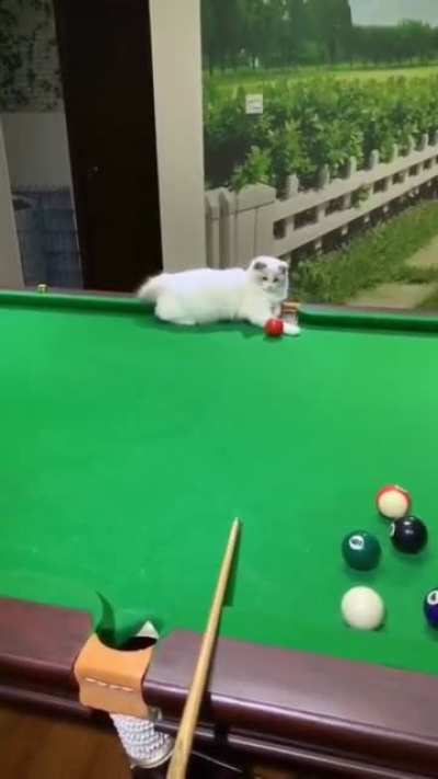 Team player