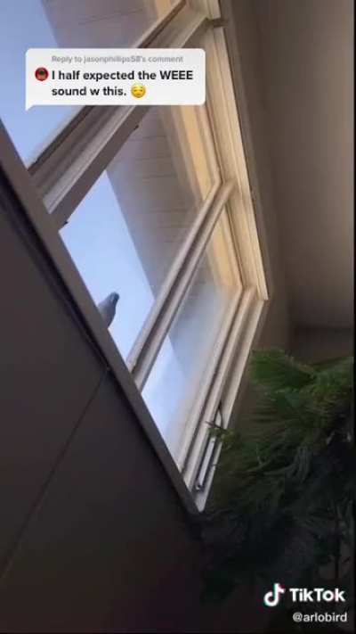 Birbs only party