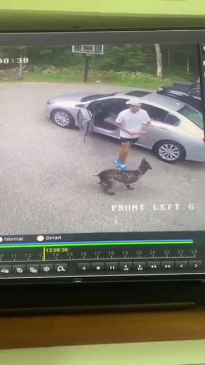 Throwing stick for a dog