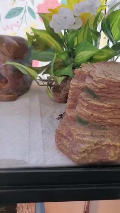 Gecko's Lair
