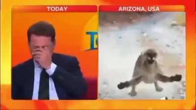look at the cat