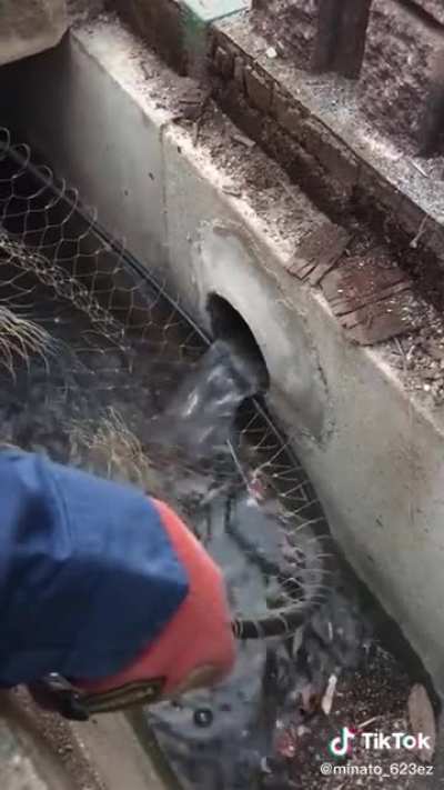 Peixe estranho