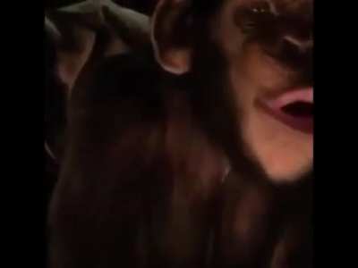 Unga bunga