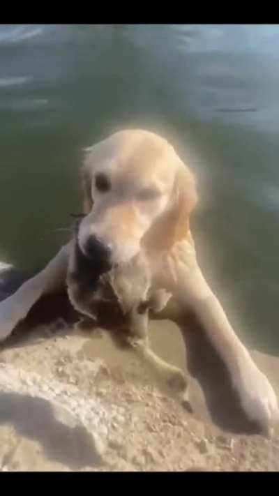 The 