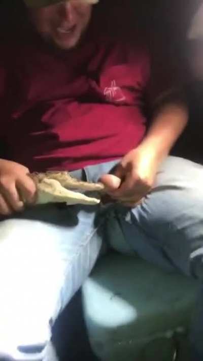 Alligator chomp