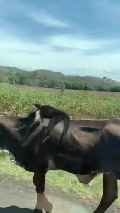 Este cariblanco agarrando un uber 😂👌 Crédito del video: Mauricio Núñez x Facebook