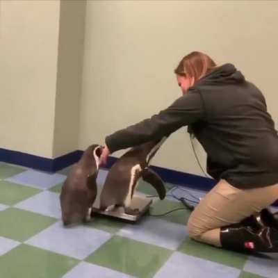 Penguins getting weighted