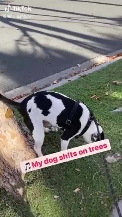 He’s a good boy but he’s just a little bit odd