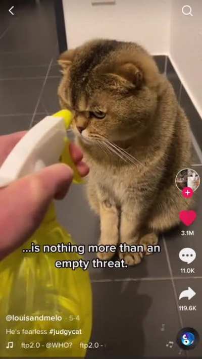 Fearless 🐱