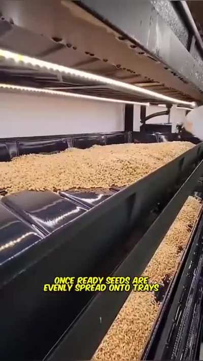 Growing Fodder in an Indoor Hydroponic Farm