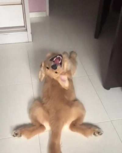 The puppy has a jammed turning mechanism of the head