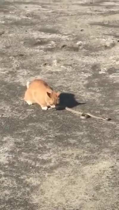 Котик vs гремучая змея
