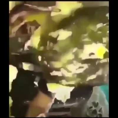 Ovo