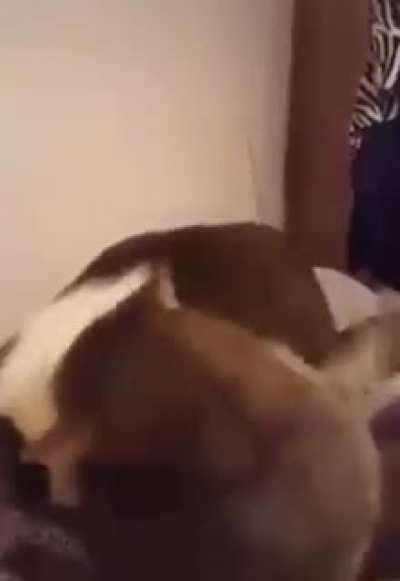 Kat nom