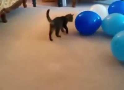 Balloon
