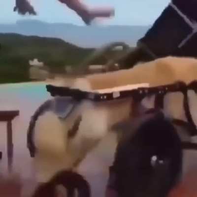 Perro