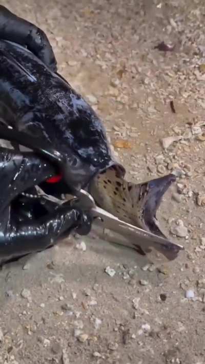 Feeding fish, you really have to push it in there