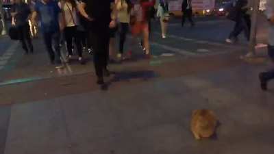 Cat (Istanbul)