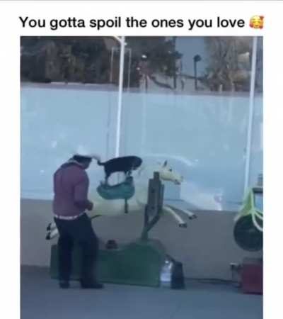 LOOK AT THAT TAIL GO