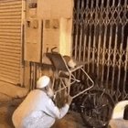 Just a random dude helping a cat