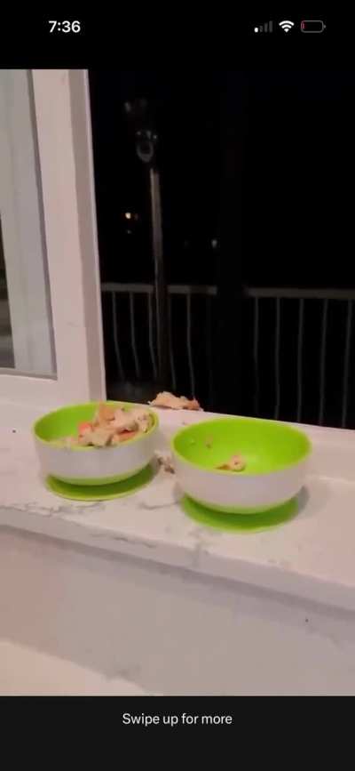 My father has “pet”raccoons in his backyard, he usually just feeds them bread.  I might have to buy these tasty dishes for them! 
