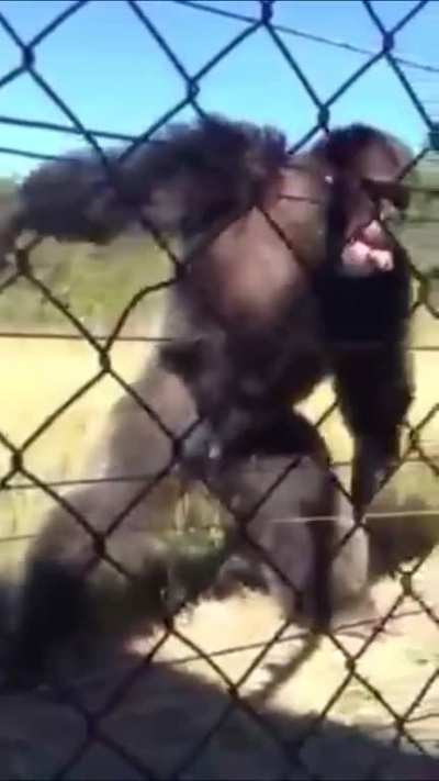 Chimpanzee clapping on beat