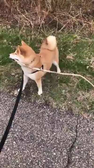 We love a good stick