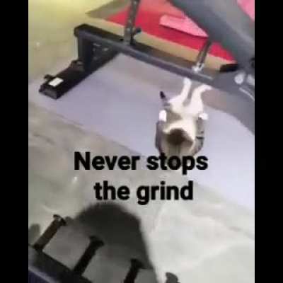 Cats are Sigma