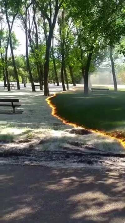 Cleaning off fluff from the grass.