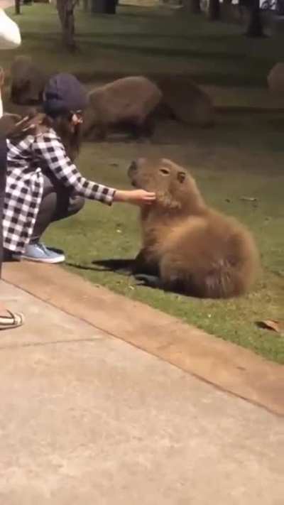 Capybara - the most Zen animal on Earth