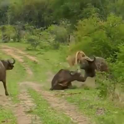 Buffalo flips a lion through the air in order to save it's friend at kruger national park