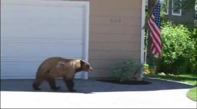 Bear and man scare each other