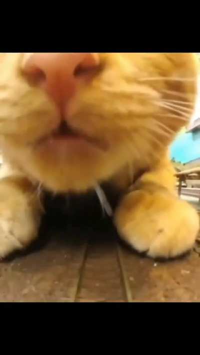 Cat meme