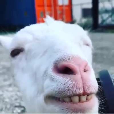 Brushy brushy