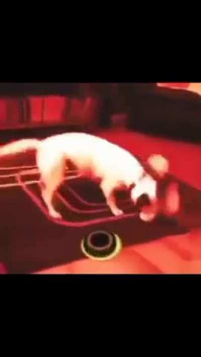 Dog of war