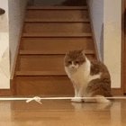 Котики