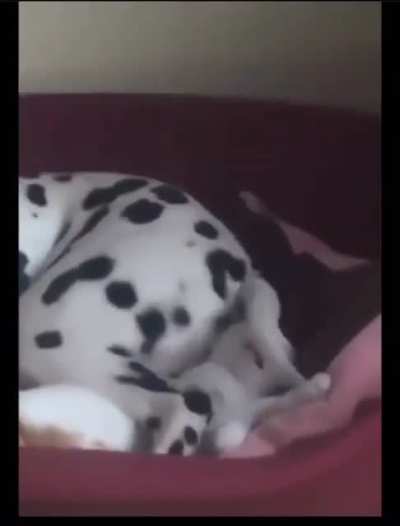 Poor cat