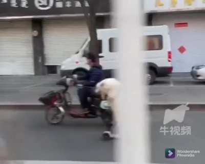Scooter boi