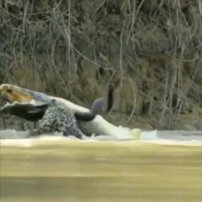 A jaguar catching caiman.