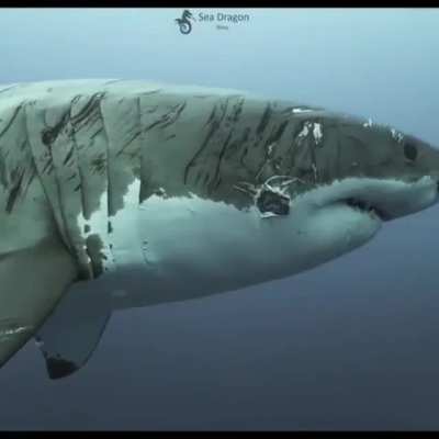 🔥 Battle scarred veteran