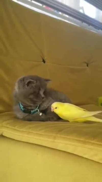 Kitty curious tap