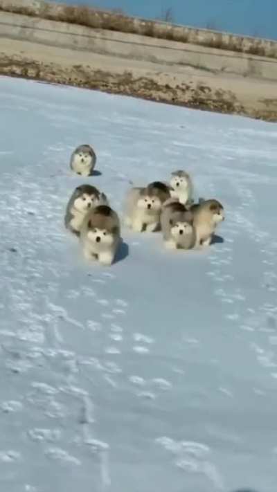 Smol zoomies