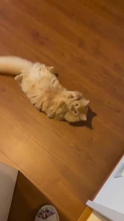 Imagine entering the house and seeing this 😺