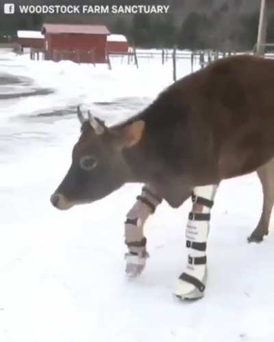 Lt. Dan, you got legs!