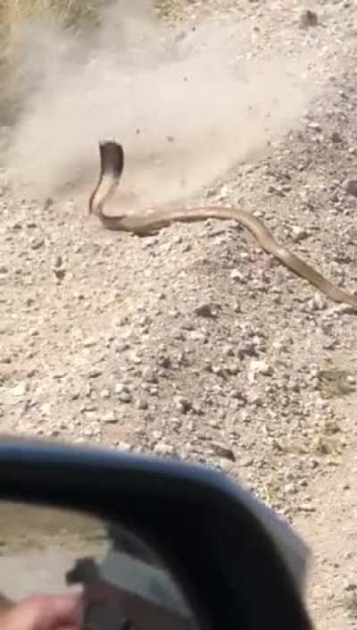 Don't bring a gun to a cobra fight