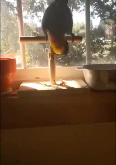 Suicide Mission
