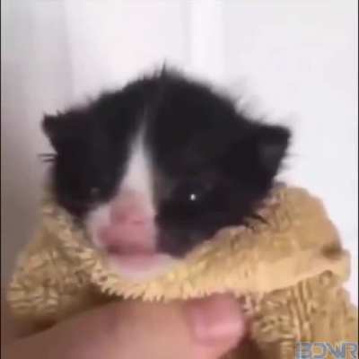 kitty