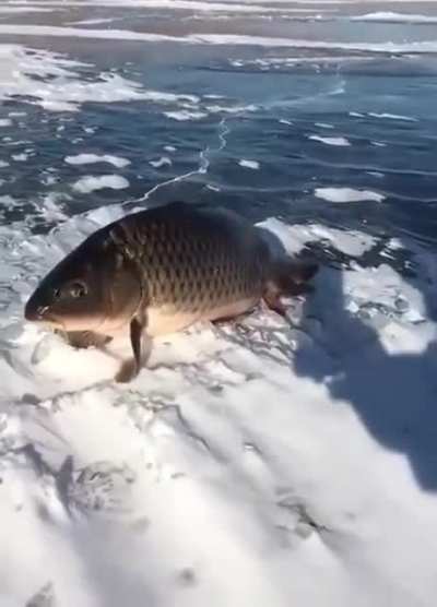 Jajaja una mojarra con patas
