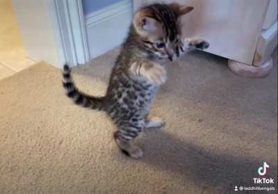 This smol boy avoiding mom’s long arm of the paw.