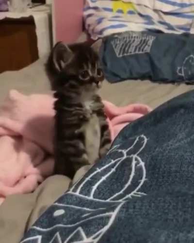 Cute and sweet catti 🐱